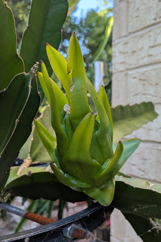 Green fruit